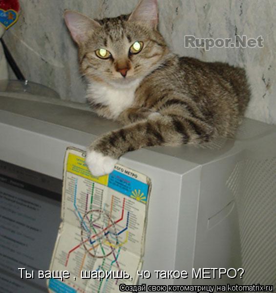 Ты ваще , шаришь, чо такое МЕТРО?... Котоматрица: Ты ваще , шаришь, чо такое МЕТРО?