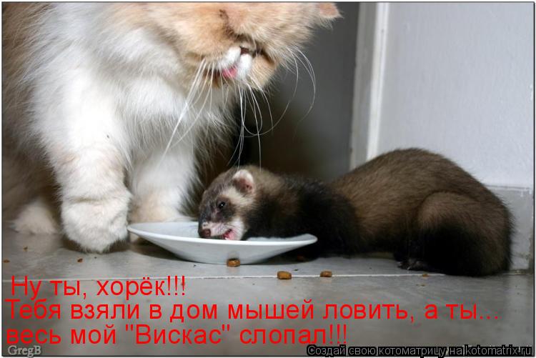 Ну ты, хорёк!!! Тебя взяли в дом мышей ловить, а ты... весь мой "Вискас" слопал!!!... Котоматрица: Ну ты, хорёк!!! Тебя взяли в дом мышей ловить, а ты... весь мой "Вискас" слопал!!!