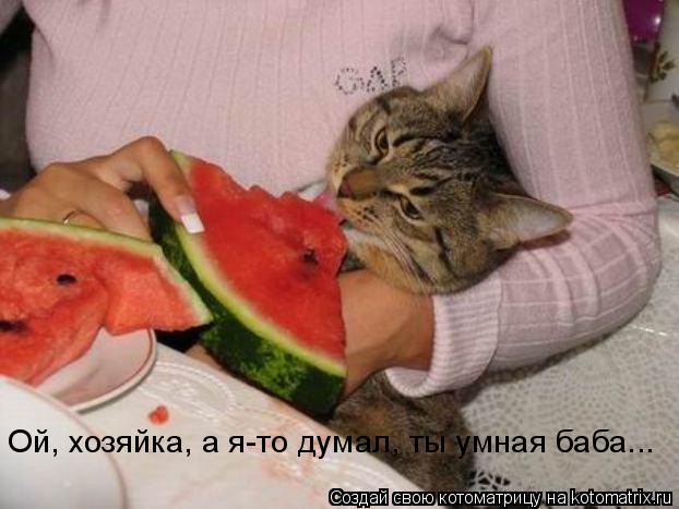 Ой, хозяйка, а я-то думал, ты умная баба...... Котоматрица: Ой, хозяйка, а я-то думал, ты умная баба...