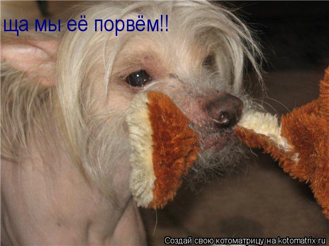 ща мы её порвём!!... Котоматрица: ща мы её порвём!!