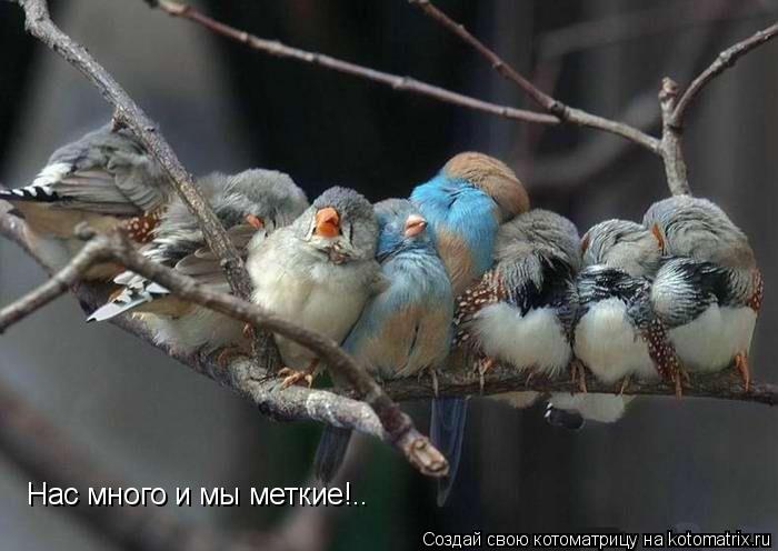 Нас много и мы меткие!..... Котоматрица: Нас много и мы меткие!..
