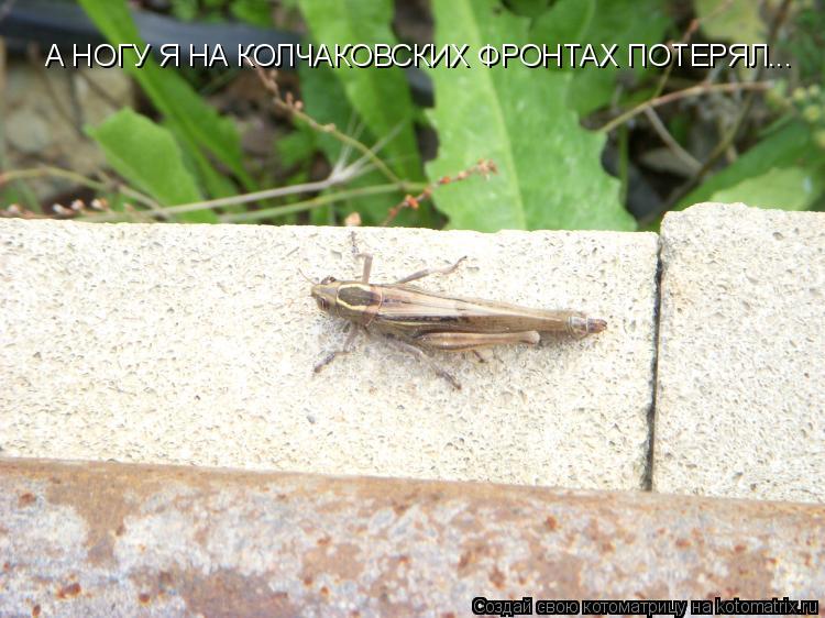 А НОГУ Я НА КОЛЧАКОВСКИХ ФРОНТАХ ПОТЕРЯЛ...... Котоматрица: А НОГУ Я НА КОЛЧАКОВСКИХ ФРОНТАХ ПОТЕРЯЛ...