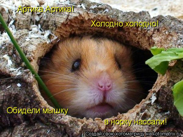 Артика,Артика! Холодно,холодно! Обидели мышку в норку нассали!... Котоматрица: Артика,Артика! Холодно,холодно! Обидели мышку в норку нассали!