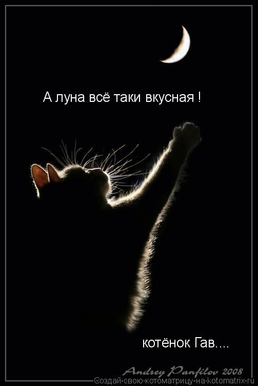 Котоматрица: А луна всё таки вкусная ! котёнок Гав....