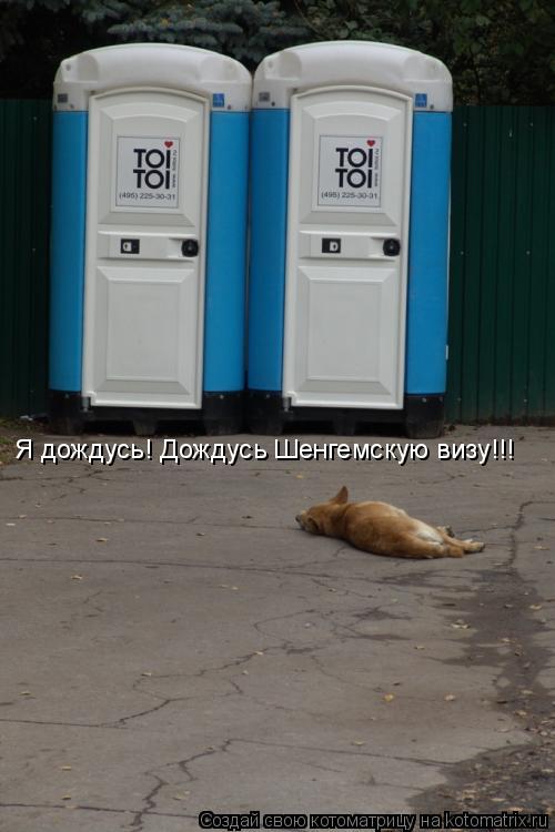 Я дождусь! Дождусь Шенгемскую визу!!!... Котоматрица: Я дождусь! Дождусь Шенгемскую визу!!!