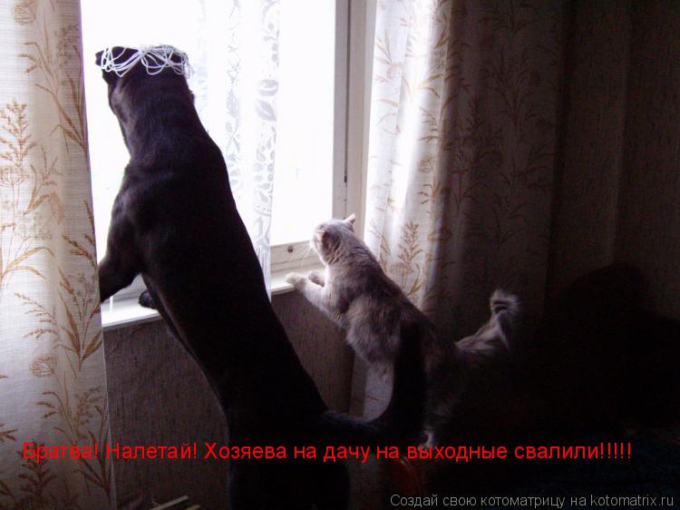 Братва! Налетай! Хозяева на дачу на выходные свалили!!!!!... Котоматрица: Братва! Налетай! Хозяева на дачу на выходные свалили!!!!!