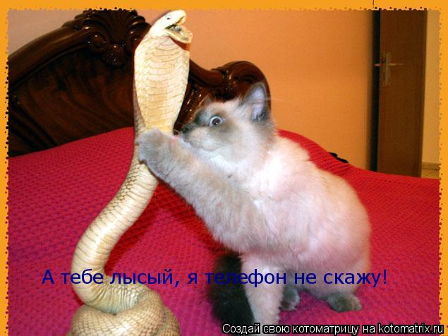 А тебе лысый, я телефон не скажу!... Котоматрица: А тебе лысый, я телефон не скажу!