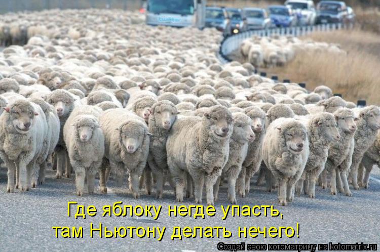 Где яблоку негде упасть, там Ньютону делать нечего!... Котоматрица: Где яблоку негде упасть, там Ньютону делать нечего!