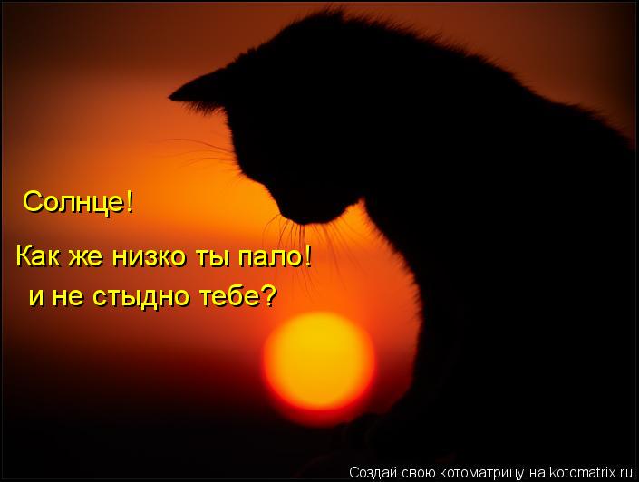 Солнце! Как же низко ты пало! и не стыдно тебе?... Котоматрица: Солнце! Как же низко ты пало! и не стыдно тебе?