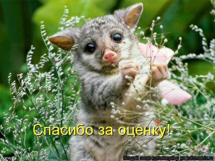 Спасибо за оценку!... Котоматрица: Спасибо за оценку!