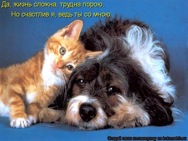 Да, жизнь сложна, трудна порою, Но счастлив я, ведь ты со мною.... Котоматрица: Да, жизнь сложна, трудна порою, Но счастлив я, ведь ты со мною.