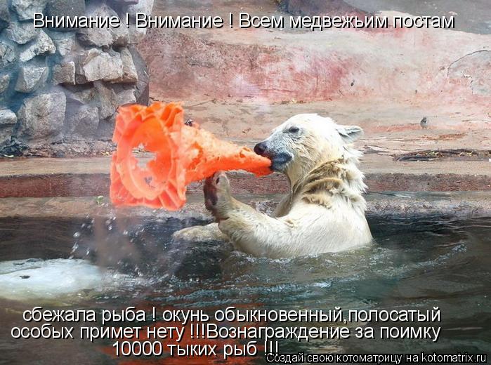Котоматрица: Внимание ! Внимание ! Всем медвежьим постам сбежала рыба ! окунь обыкновенный,полосатый особых примет нету !!!Вознаграждение за поимку  10000 т