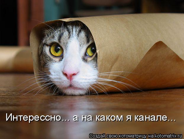 Интерессно... а на каком я канале...... Котоматрица: Интерессно... а на каком я канале...