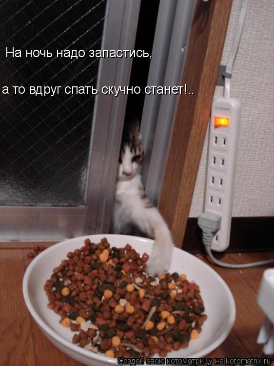 На ночь надо запастись, а то вдруг спать скучно станет!..... Котоматрица: На ночь надо запастись, а то вдруг спать скучно станет!..
