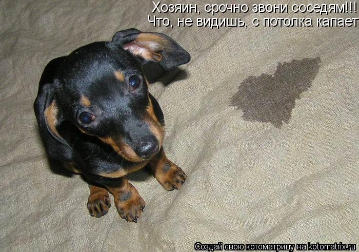 Хозяин, срочно звони соседям!!! Что, не видишь, с потолка капает?... Котоматрица: Хозяин, срочно звони соседям!!! Что, не видишь, с потолка капает?