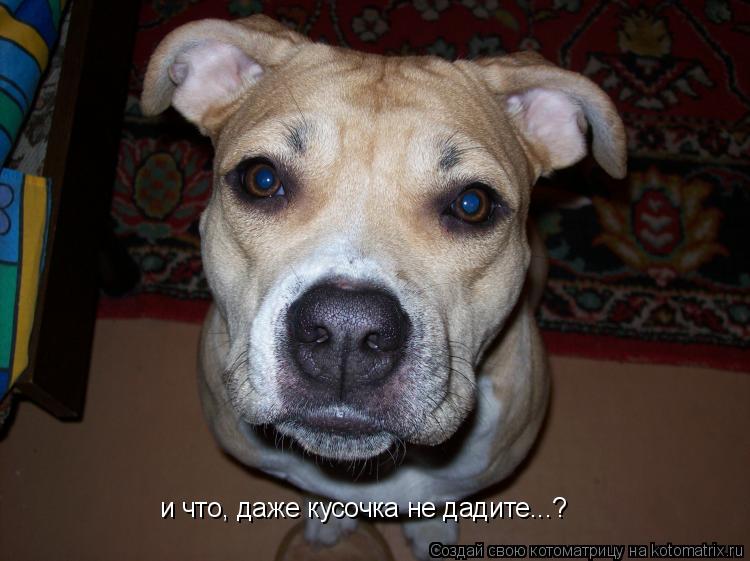 и что, даже кусочка не дадите...?... Котоматрица: и что, даже кусочка не дадите...?