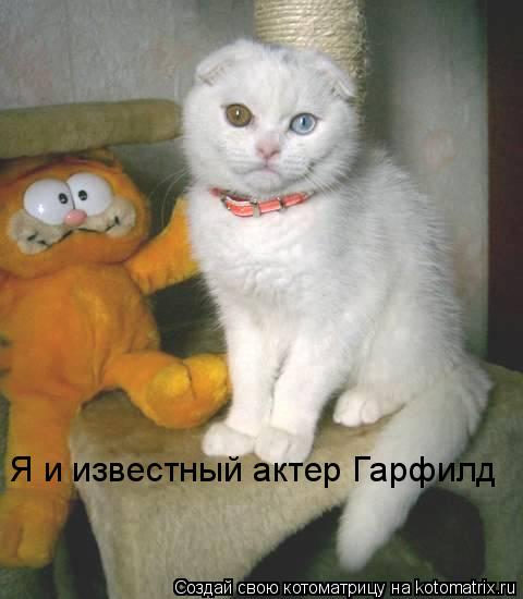 Я и известный актер Гарфилд... Котоматрица: Я и известный актер Гарфилд