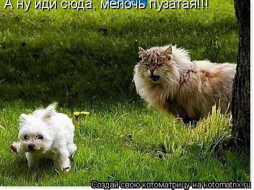 А ну иди сюда, мелочь пузатая!!!... Котоматрица: А ну иди сюда, мелочь пузатая!!!