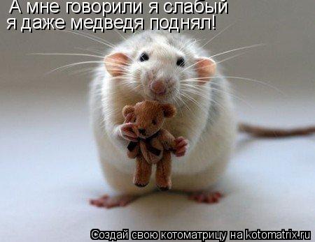 А мне говорили я слабый я даже медведя поднял!... Котоматрица: А мне говорили я слабый я даже медведя поднял!