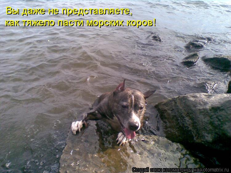 Вы даже не представляете, как тяжело пасти морских коров!... Котоматрица: Вы даже не представляете, как тяжело пасти морских коров!