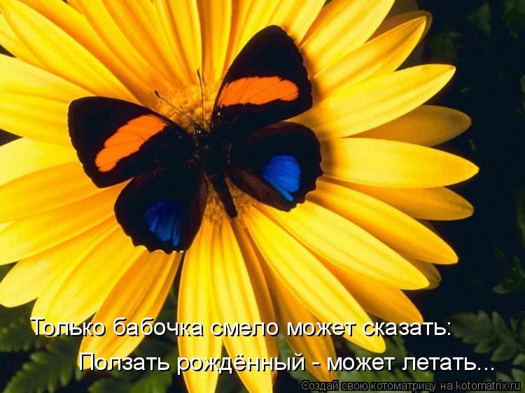 Котоматрица: Только бабочка смело может сказать: Ползать рождённый - может летать...
