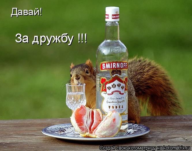 Котоматрица: Давай! За дружбу !!!