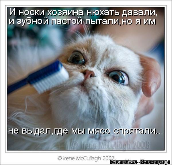 И носки хозяина нюхать давали, и зубной пастой пытали,но я им не выдал,где мы мясо спрятали...... Котоматрица: И носки хозяина нюхать давали, и зубной пастой пытали,но я им не выдал,где мы мясо спрятали...
