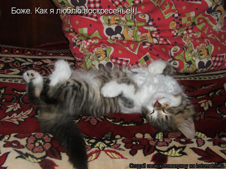 Боже. Как я люблю воскресенье!!!... Котоматрица: Боже. Как я люблю воскресенье!!!