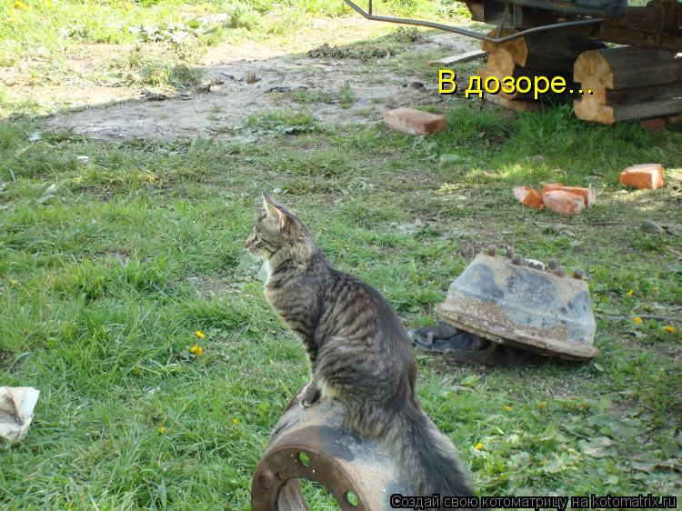 В дозоре...... Котоматрица: В дозоре...
