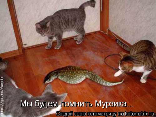 Котоматрица: Мы будем помнить Мурзика...