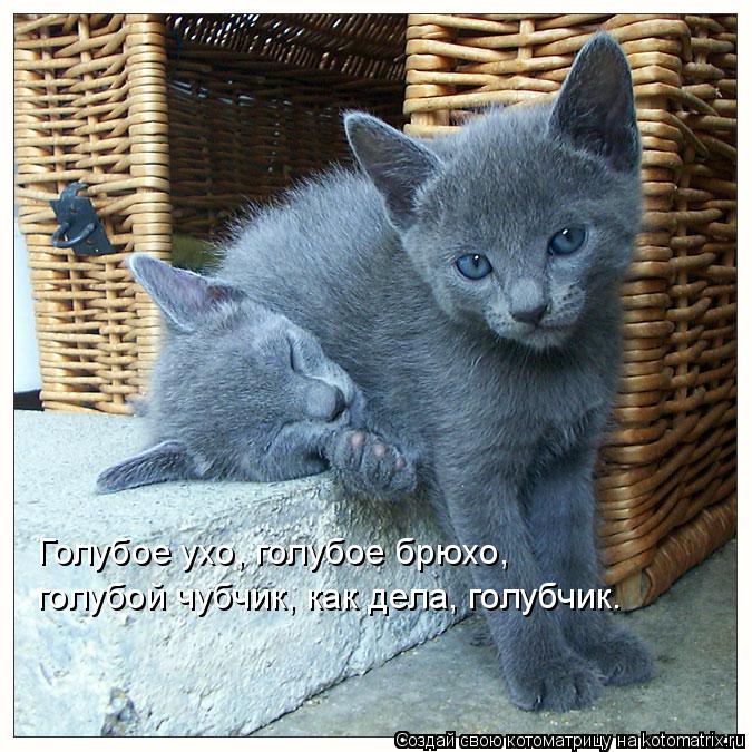Голубое ухо, голубое брюхо, голубой чубчик, как дела, голубчик.... Котоматрица: Голубое ухо, голубое брюхо, голубой чубчик, как дела, голубчик.