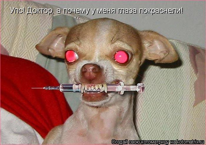 Упс! Доктор, а почему у меня глаза покраснели!... Котоматрица: Упс! Доктор, а почему у меня глаза покраснели!
