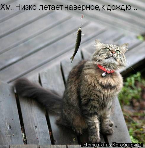 Хм..Низко летает,наверное,к дождю...... Котоматрица: Хм..Низко летает,наверное,к дождю...