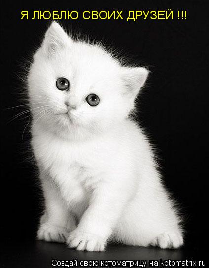 Я ЛЮБЛЮ СВОИХ ДРУЗЕЙ !!!... Котоматрица: Я ЛЮБЛЮ СВОИХ ДРУЗЕЙ !!!