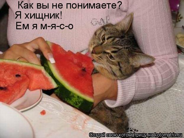 Как вы не понимаете? Я хищник! Ем я м-я-с-о... Котоматрица: Как вы не понимаете? Я хищник! Ем я м-я-с-о