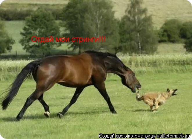 Отдай мои стринги!!!... Котоматрица: Отдай мои стринги!!!