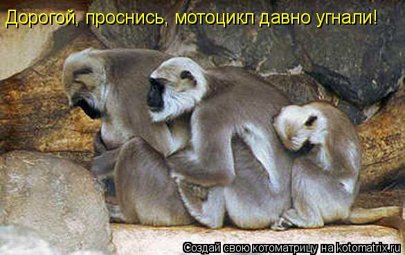 Дорогой, проснись, мотоцикл давно угнали!... Котоматрица: Дорогой, проснись, мотоцикл давно угнали!