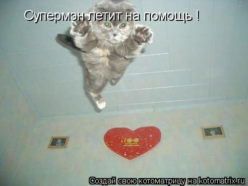 Супермэн летит на помощь !... Котоматрица: Супермэн летит на помощь !