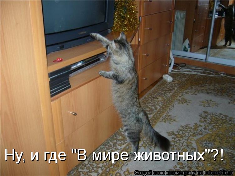 Ну, и где "В мире животных"?!... Котоматрица: Ну, и где "В мире животных"?!