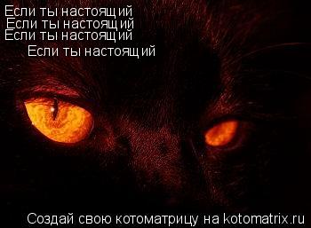 Если ты настоящий Если ты настоящий Если ты настоящий Если ты настоящий... Котоматрица: Если ты настоящий Если ты настоящий Если ты настоящий Если ты настоящий