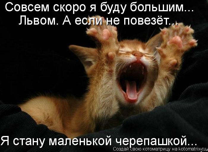 Совсем скоро я буду большим... Львом. А если не повезёт... Я стану маленькой черепашкой...... Котоматрица: Совсем скоро я буду большим... Львом. А если не повезёт... Я стану маленькой черепашкой...