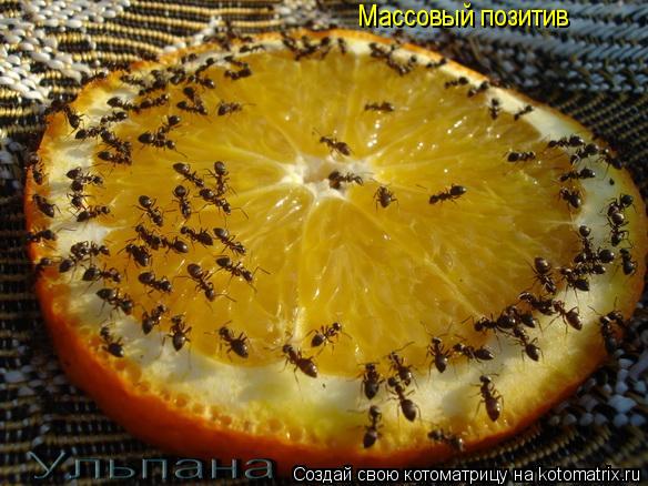Массовый позитив... Котоматрица: Массовый позитив