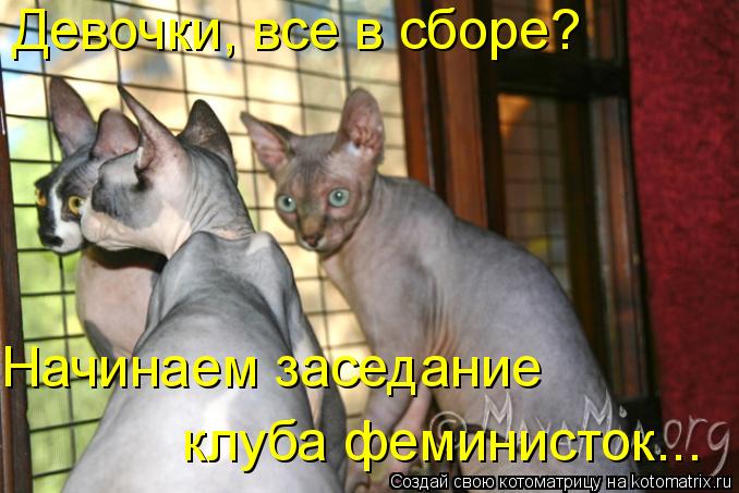 Девочки, все в сборе? Начинаем заседание клуба феминисток...... Котоматрица: Девочки, все в сборе? Начинаем заседание клуба феминисток...