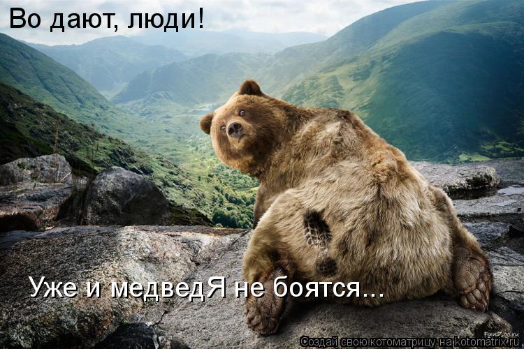 Во дают, люди! Уже и медведЯ не боятся...... Котоматрица: Во дают, люди! Уже и медведЯ не боятся...