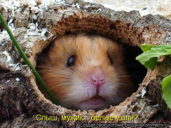 Слыш, мужик... белые ушли?... Котоматрица: Слыш, мужик... белые ушли?