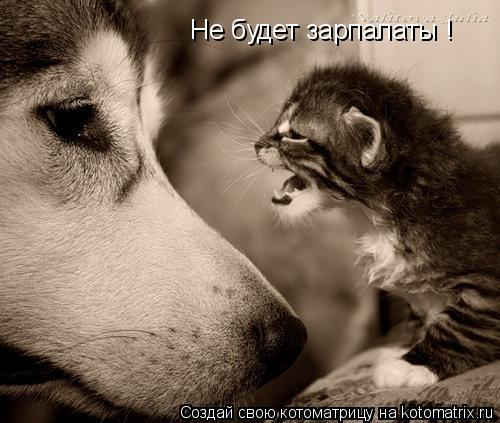Не будет зарпалаты !... Котоматрица: Не будет зарпалаты !
