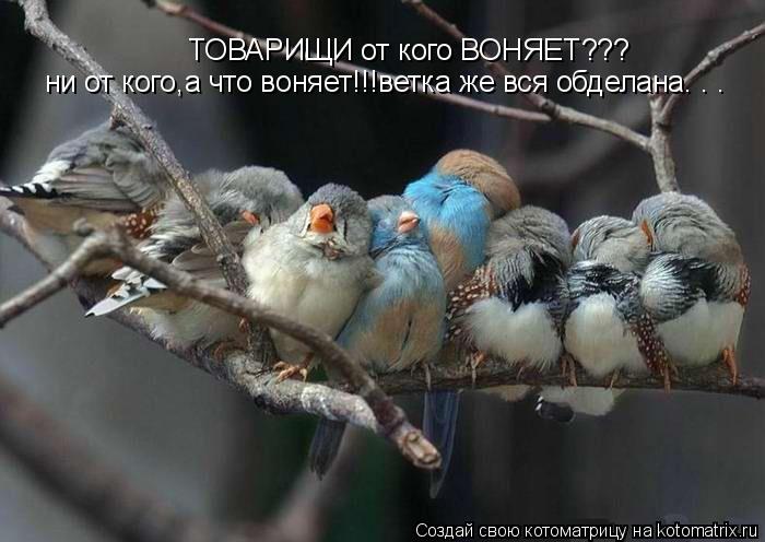 ТОВАРИЩИ от кого ВОНЯЕТ??? ни от кого,а что воняет!!!ветка же вся обделана. . .... Котоматрица: ТОВАРИЩИ от кого ВОНЯЕТ??? ни от кого,а что воняет!!!ветка же вся обделана. . .