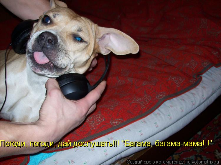 Погоди, погоди, дай дослушать!!! "Багама, багама-мама!!!"... Котоматрица: Погоди, погоди, дай дослушать!!! "Багама, багама-мама!!!"