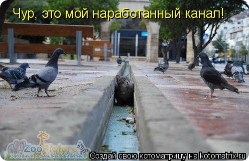 Чур, это мой наработанный канал!... Котоматрица: Чур, это мой наработанный канал!