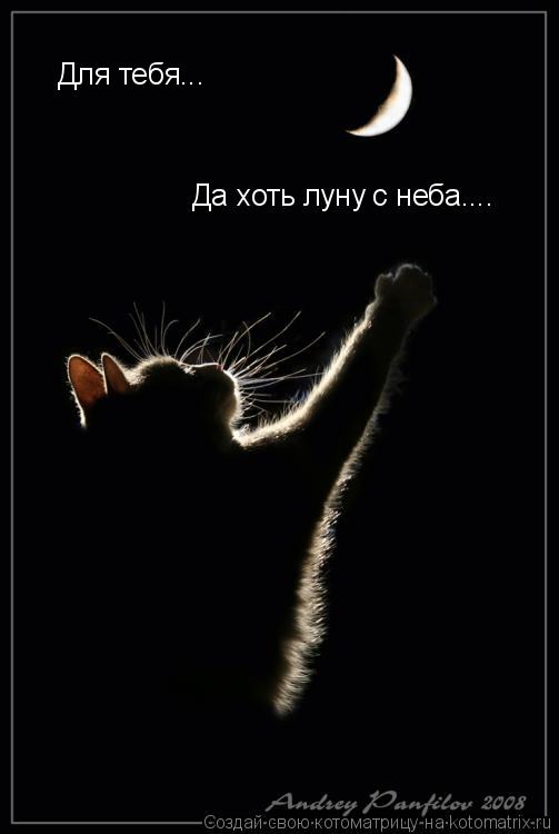 Для тебя... Да хоть луну с неба....... Котоматрица: Для тебя... Да хоть луну с неба....